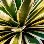 Agáva hrebeňovitá (Agave Lophantha) ´QUADRICOLOR´ - výška 15-20 cm, ⌀ 30-40 cm, kont. C6L (-6°C)